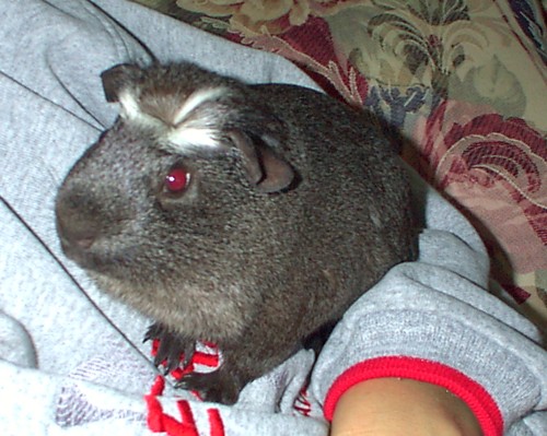 Guinea Pig Sneezing